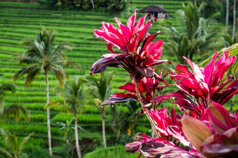 Kalandozás és tengerparti pihenés Bali szigetén