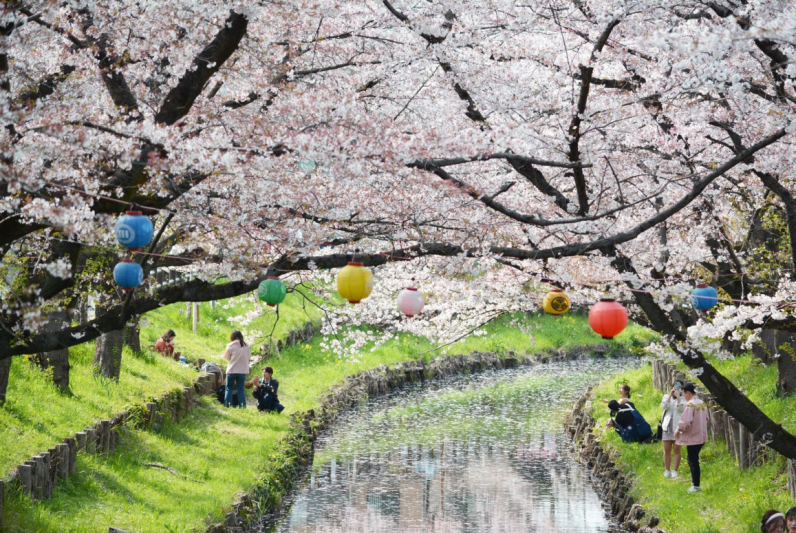 Japán gazdagon - tavaszindító körút cseresznyevirágzással - csoportos körutazás 2025