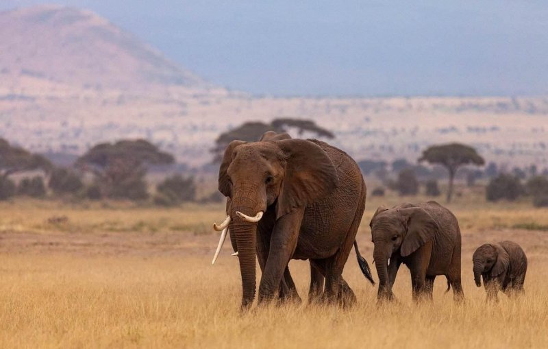 Kenyai körutazás utazás Szilveszteri szafari Kenyában