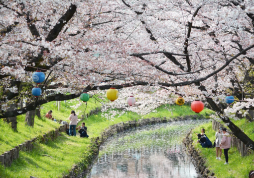 Japán gazdagon - tavaszindító körút cseresznyevirágzással - csoportos körutazás 2025