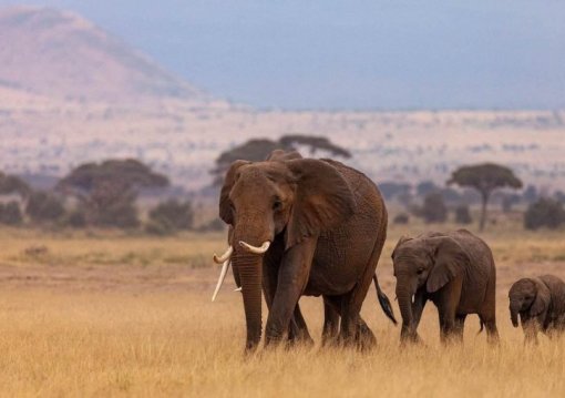 Kenyai körutazás utazás Szilveszteri szafari Kenyában